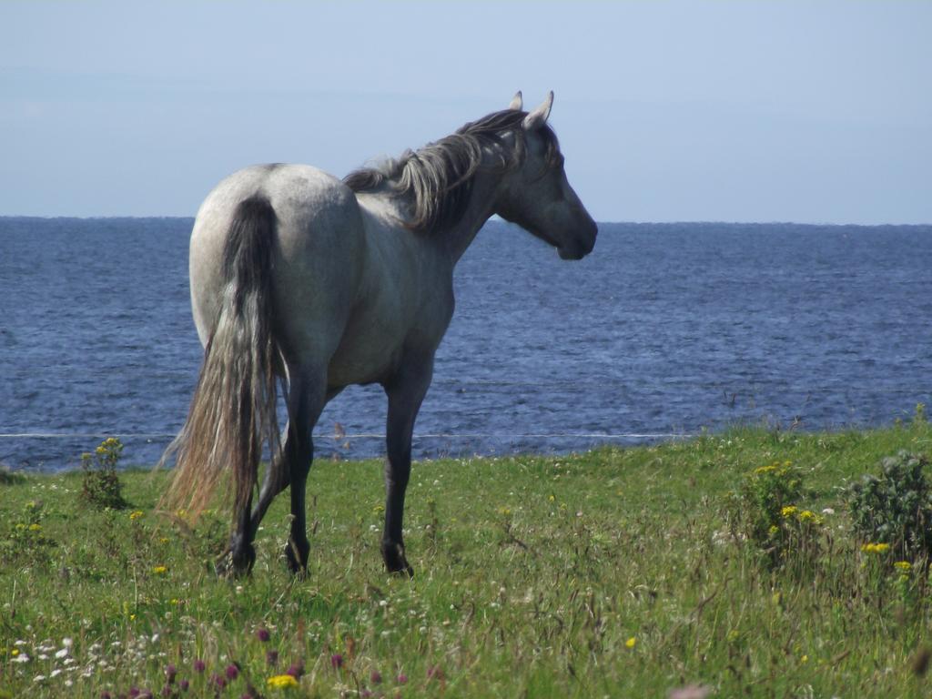 Bed and Breakfast Ocean Sound Easkey Exteriér fotografie